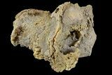 Agatized Fossil Coral Geode - Florida #188092-3